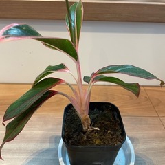 【札落ち】アグラオネマ【水苔】の画像