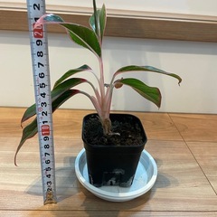 【札落ち】アグラオネマ【水苔】の画像