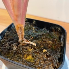 【札落ち】アグラオネマ【水苔】の画像