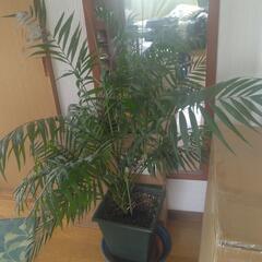 観葉植物