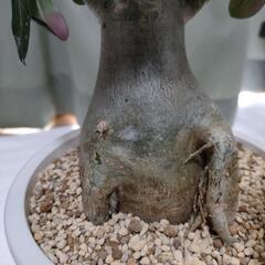 アデニウムの画像