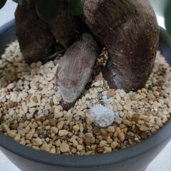ガジュマルの画像