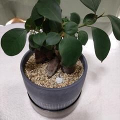ガジュマル