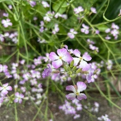 大根の花
