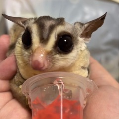 フクロモモンガオス