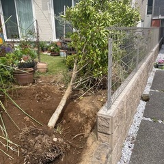 3mのクロガネモチの木・園芸・植物の画像