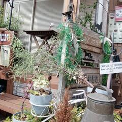 葉牡丹の種差し上げます