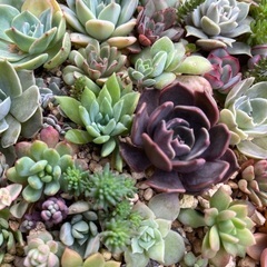 大きな多肉の寄せ植えの画像