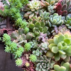 大きな多肉の寄せ植えの画像