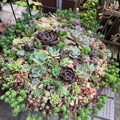 大きな多肉の寄せ植え