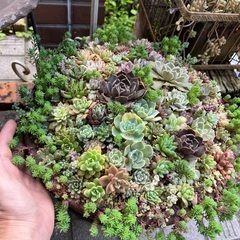 大きな多肉の寄せ植えの画像