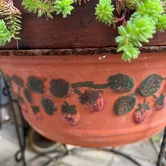 大きな多肉の寄せ植えの画像