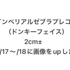 残り2セット❗️代理出品 訳あり インペリアルゼブラプレコ3匹セ...