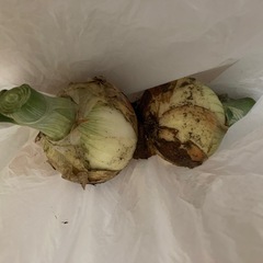 新玉ねぎ