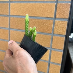 ビャクダン✴︎多肉✴︎サボテンの画像