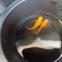 終了　メダカの老魚、ビオトープに