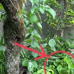 梅？…かもしれない苗🌱