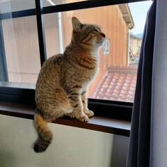 ハナちゃん
