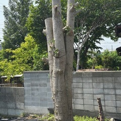 イチョウの木