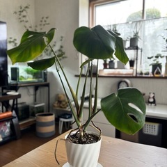 観葉植物　モンステラ