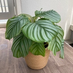 カラテア　オルビフォリア　植物