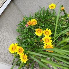 ★★＊★★彡西日 暑さに強い ガザニア 花の画像