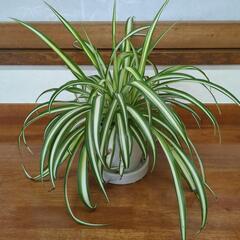 オリズルラン　観葉植物