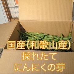 国産（和歌山産）採れたて　にんにくの芽 1000g