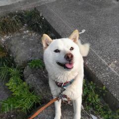 ♂豆柴繁殖引退犬