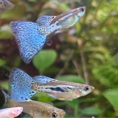 5匹ブルーグラスリボンorレッドグラスリボントリオ国産グッピー稚魚