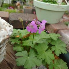 ゲラニウム  ダルマティクム 値下げ✨  宿根草  苗 ガーデニングの画像