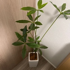 フェイクグリーン　観葉植物　インテリア