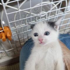 子猫の里親さん募集してます！