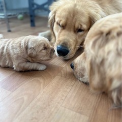 わんちゃんとの🐶バーベキュー仲間募集です🙋‍♂️