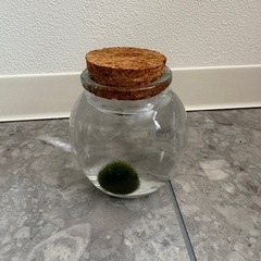 まりも直径1センチ