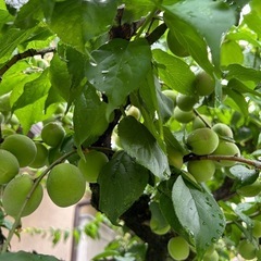 梅③(朝採り)