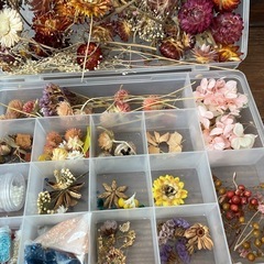ドライフラワー花材
の画像