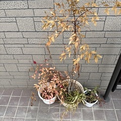 植物