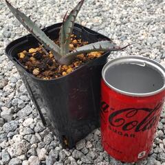 ＊多肉植物　アガベ＊
