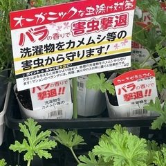ローズゼラニウム★虫除けに！！3株