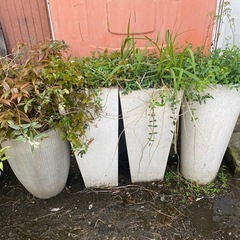 鉢
