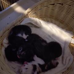 子猫の里親募集