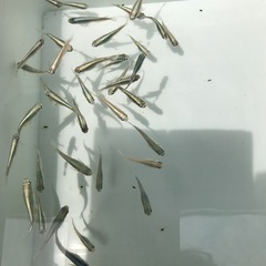 メダカの画像