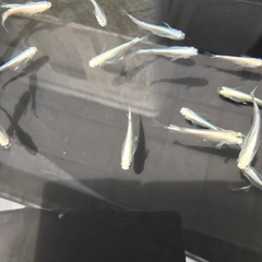 メダカの画像