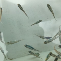 メダカの画像