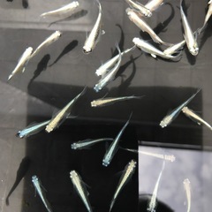 メダカの画像