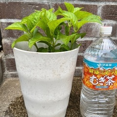 ①品種不明の紫陽花