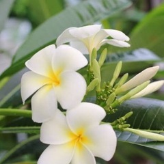 プルメリアの苗木6（白鉢） (hana0330) 中頭の家庭用品
