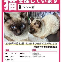 猫探していますシャム猫猫風