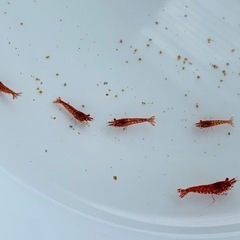 赤いミナミヌマエビ5匹